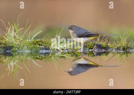 Grauer Schwanz Motacilla cinerea, 1. Winter Stand am Wasser mit Reflexion, Suffolk, England, Januar Stockfoto