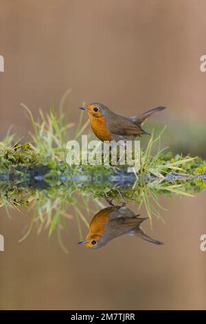 European Robin Erithacus rubecula, Erwachsener, der am Wasserrand mit Reflexion steht, Suffolk, England, Januar Stockfoto