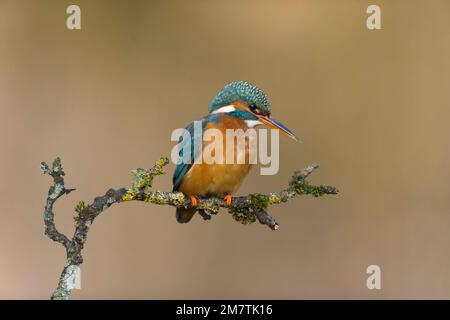 Der gewöhnliche Königsfischer Alcedo hier, Erwachsene Frau hoch oben auf dem Ast, Suffolk, England, Januar Stockfoto