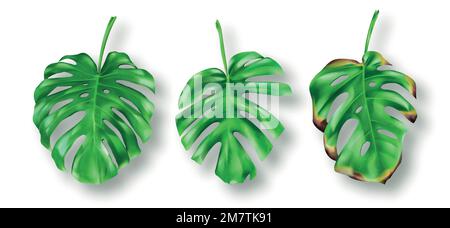 Tropische grüne Monstera Blätter auf weißem Hintergrund Vektorsatz. Wunderschönes botanisches isoliertes Designelement, tropische Dschungelpalmenpflanze, exotisches Philodendron, frisches und trockenes Blatt in realistischem Stil Stock Vektor