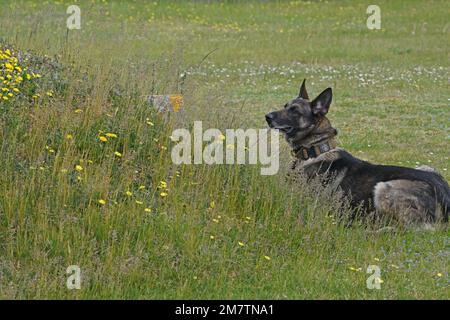 Das 100. Sicherheitsgeschwader veranstaltete am 13. Mai 2022 in der Royal Air Force Mildenhall in England einen Working Dog-Wettbewerb. Der MWD-Wettbewerb fand in Anerkennung der National Police Week statt, einer Zeit, um denjenigen zu gedenken, die ihr Leben in Ausübung ihrer Pflicht opferten. (USA Air Force Tech. Sgt. Mackenzie Mendez) Stockfoto