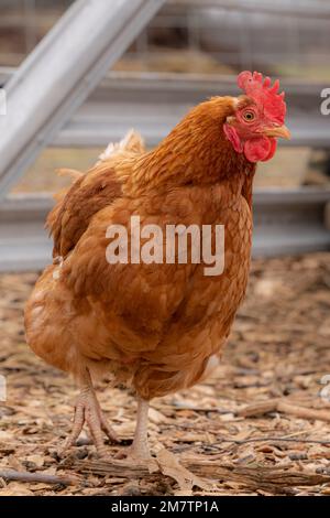 Ernsthaft aussehendes, neugieriges Huhn, das die Situation im Auge behält. Stockfoto