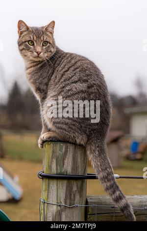 Süße graue Landkatze, die auf einem Zaunpfahl sitzt und über die linke Schulter blickt. Stockfoto