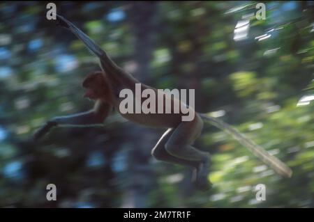 Proboscis Monkey (nasalis larvatus) Springer, vom Aussterben bedroht und endemisch bis Borneo, Tanjung Puting Nationalpark, West Kotawaringin Regency, Kalimantan Stockfoto