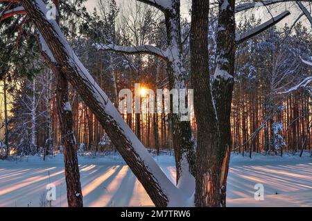 Magisches Märchen über die frostige Winterlandschaft am Ufer des schneebedeckten Teiches bei Sonnenuntergang. Lange blaue Schatten von Kiefern; Hintergrundbeleuchtung von goldenen Sonnenstrahlen Stockfoto