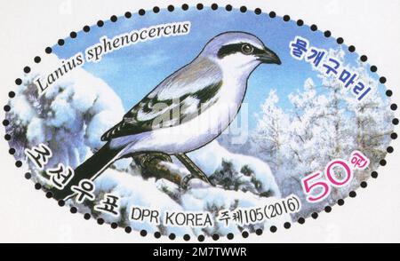 2016 Nordkorea ovaler Stempelsatz. Vögel. Chinesischer Grauschrill, Lanius sphenocercus Stockfoto