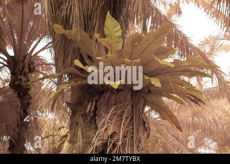 Der Wildvogel-Nestfarn wächst auf Ölpalmenstamm Stockfoto