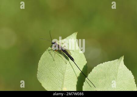 Eine weibliche Ichneumon-Wespe mit einem langen Ovipositor geht über ein Birnenblatt. Dolichomitus-Komplex, Unterfamilie Pimplinae, Familie Ichneumon Wespen, Ichneumonidae. Stockfoto