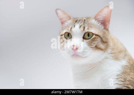 Tabby-Katze sitzt auf weißem Hintergrund, schau in die Kamera. Stockfoto