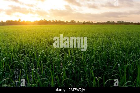 Die Reisfelder sind morgens grün, und auf den Reisblättern ist Tau. Stockfoto