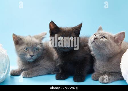 Kätzchen auf blauem Hintergrund mit Kugeln aus weichem Garn in der Nähe. Stockfoto