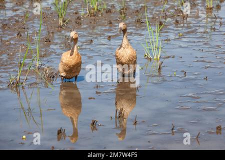 Herde von Hausenten auf balinesischen Reisfeldern, die Algen und Insektenschädlinge fressen Stockfoto