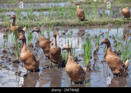 Herde von Hausenten auf balinesischen Reisfeldern, die Algen und Insektenschädlinge fressen Stockfoto