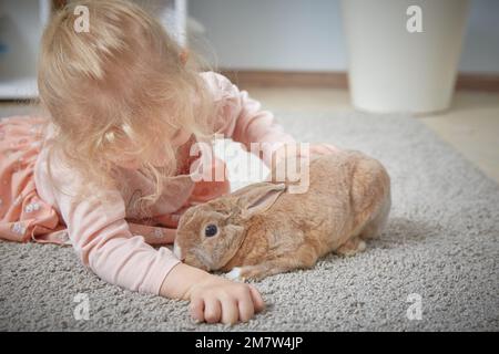 Rabbit Breed Pygmy rex liegt auf dem Teppich im Zimmer neben der weiblichen Geliebten des Tieres. Stockfoto