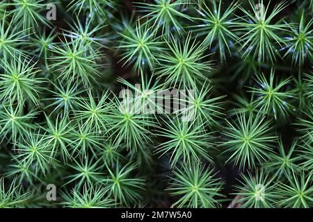 Polytrichum commune, bekannt als gemeines Haarschutzmoos, großes goldenes Frauenhaar oder große Goldlöckchen Stockfoto