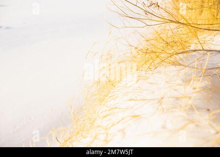 Trockenes gelbes Gras am schneebedeckten Ufer des Sees. Schnee und trockenes Schilf. Unschärfe-Effekt. Stockfoto