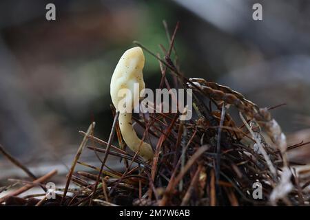 Spathularia flavida, allgemein bekannt als die gelbe Erdzunge, der gelbe Fächer oder der Feenfan. Wilder Pilz aus Finnland Stockfoto