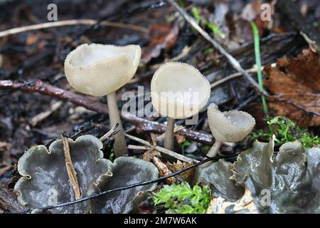 Helvella macropus, auch Helvella bulbosa genannt, allgemein bekannt als Filzsattelpilz, Wildpilz aus Finnland Stockfoto
