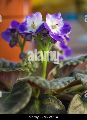 African Violet in voller Blüte: Eine wunderschöne und farbenfrohe vertikale Aufnahme. Stockfoto