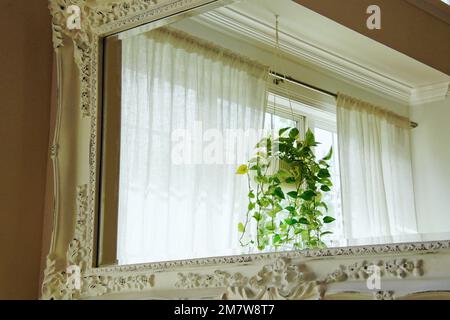 Grüne Pflanzen verleihen dem Haus einen frischen Look. Die hängende Pflanzmaschine und die Vasen sind auch perfekt dekoriert. Goldene Pothos. Glücklicher Bambus. Schlangenpflanze. Stockfoto