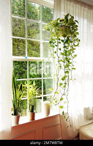 Grüne Pflanzen verleihen dem Haus einen frischen Look. Die hängende Pflanzmaschine und die Vasen sind auch perfekt dekoriert. Goldene Pothos. Glücklicher Bambus. Schlangenpflanze. Stockfoto
