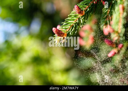 Hintergrund der Baumpollen im Frühjahr. Allergiesaison Stockfoto