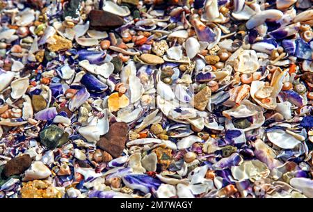 Bunte Muscheln unter der Wasseroberfläche im Meer Stockfoto