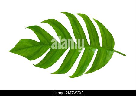 Tropische Dschungelmonstera Blätter isoliert auf weißem Hintergrund Stockfoto