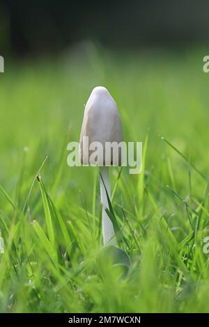 Conocybe albipes, früher auch Conocybe lactea und Conocybe apala genannt, bekannt als weiße Dunce Cap oder milchige Konecap, Wildpilz aus Finnland Stockfoto