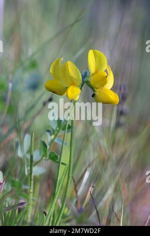 Vogelfußtrefoil, Lotus corniculatus, auch bekannt als Vogelfußdeervetch oder Eier und Speck, Wildblume aus Finnland Stockfoto