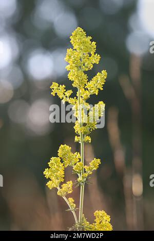 Galium verum, allgemein bekannt als Lady's Bedstraw, Wirtgen’s Bedstraw oder Yellow Bedstraw, Wildblume aus Finnland Stockfoto