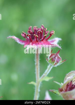 Marsh Cinquefoil, Comarum palustre, auch bekannt als Purple Marshlocks oder Swamp Cinquefoil, Wildblume aus Finnland Stockfoto