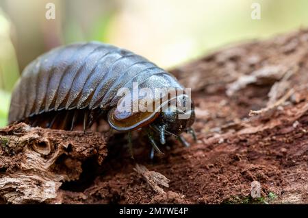 Sphaerotheriida, Insekten einer Größenordnung von Millipeden in der Infrastrukturklasse Pentazonia, bekannt als Riesenpillen Millipedes, Zoosphaerium Sphaeromimus Microsphaerothe Stockfoto
