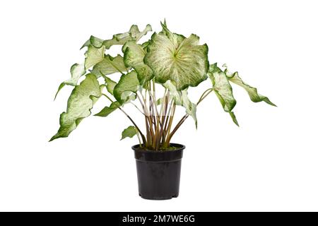 Eingetopfte tropische „Caladium Candyland“-Zimmerpflanze mit weißen Blättern mit rosa Sommersprossen auf weißem Hintergrund Stockfoto