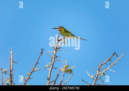 Der Olivenbienenfresser oder der Madagaskar-Bienenfresser (Merops superciliosus) ist eine Art, die in der Nähe von Passerinen Bienenfressern der Gattung Merops liegt. Der Vogel sitzt auf dem Ast Stockfoto