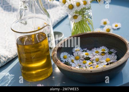 Gänseblümchen-Öl, Gänseblümchenöl, Blüten vom Gänseblümchen werden in Öl eingelegt, ausgezogen, Auszug aus Gänseblümchen-Blüten, Ölauszug, Heilöl, Aus Stockfoto