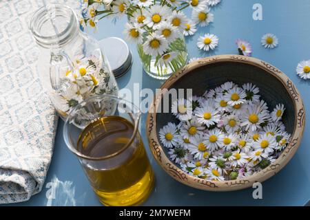 Gänseblümchen-Öl, Gänseblümchenöl, Blüten vom Gänseblümchen werden in Öl eingelegt, ausgezogen, Auszug aus Gänseblümchen-Blüten, Ölauszug, Heilöl, Aus Stockfoto