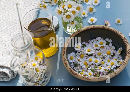 Gänseblümchen-Öl, Gänseblümchenöl, Blüten vom Gänseblümchen werden in Öl eingelegt, ausgezogen, Auszug aus Gänseblümchen-Blüten, Ölauszug, Heilöl, Aus Stockfoto