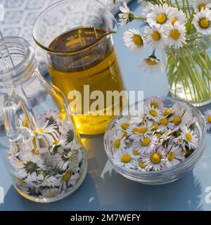 Gänseblümchen-Öl, Gänseblümchenöl, Blüten vom Gänseblümchen werden in Öl eingelegt, ausgezogen, Auszug aus Gänseblümchen-Blüten, Ölauszug, Heilöl, Aus Stockfoto