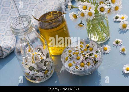 Gänseblümchen-Öl, Gänseblümchenöl, Blüten vom Gänseblümchen werden in Öl eingelegt, ausgezogen, Auszug aus Gänseblümchen-Blüten, Ölauszug, Heilöl, Aus Stockfoto