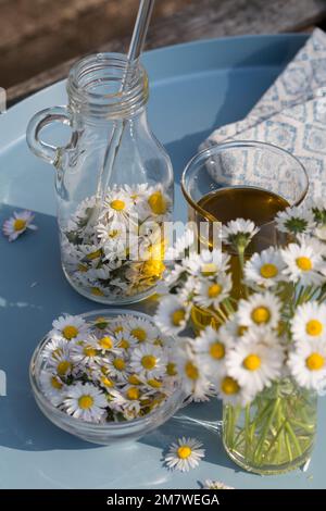 Gänseblümchen-Öl, Gänseblümchenöl, Blüten vom Gänseblümchen werden in Öl eingelegt, ausgezogen, Auszug aus Gänseblümchen-Blüten, Ölauszug, Heilöl, Aus Stockfoto