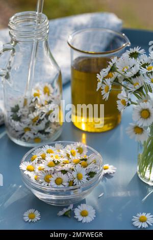 Gänseblümchen-Öl, Gänseblümchenöl, Blüten vom Gänseblümchen werden in Öl eingelegt, ausgezogen, Auszug aus Gänseblümchen-Blüten, Ölauszug, Heilöl, Aus Stockfoto