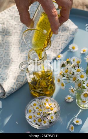 Gänseblümchen-Öl, Gänseblümchenöl, Blüten vom Gänseblümchen werden in Öl eingelegt, ausgezogen, Auszug aus Gänseblümchen-Blüten, Ölauszug, Heilöl, Aus Stockfoto