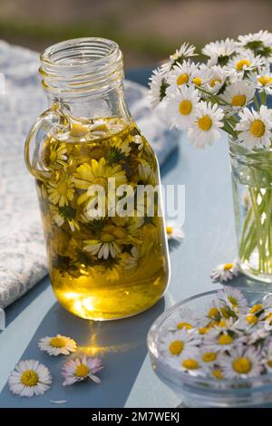 Gänseblümchen-Öl, Gänseblümchenöl, Blüten vom Gänseblümchen werden in Öl eingelegt, ausgezogen, Auszug aus Gänseblümchen-Blüten, Ölauszug, Heilöl, Aus Stockfoto