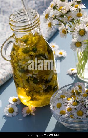 Gänseblümchen-Öl, Gänseblümchenöl, Blüten vom Gänseblümchen werden in Öl eingelegt, ausgezogen, Auszug aus Gänseblümchen-Blüten, Ölauszug, Heilöl, Aus Stockfoto