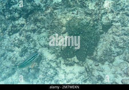 Nahaufnahme eines gewöhnlichen Tintenfisches (Octopus vulgaris) und eines Weißdornziegenfisches (Parupeneus ciliatus) in der Nähe des Top Soleil Beach, Mahe - Seychellen Stockfoto