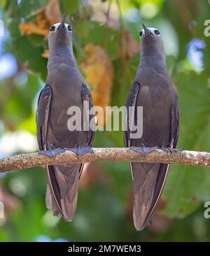 Nahaufnahme eines Paars gemeiner Noddy (Anous stolidus) auf der Cousininsel, den Seychellen Stockfoto