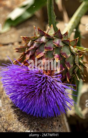 Herrschaftlicher Cardoon, Cynara Cardunculus, Artischockendistel, in guter Sonne. Natürliches, farbenfrohes Porträt mit Gartenblumen aus der Nähe Stockfoto