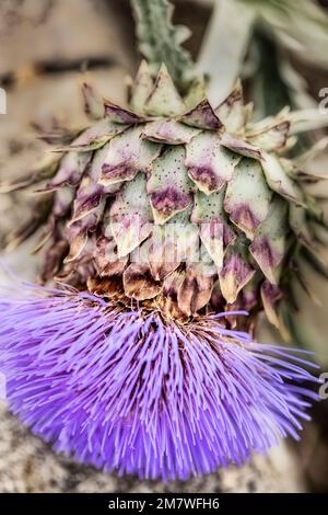 Herrschaftlicher Cardoon, Cynara Cardunculus, Artischockendistel, in guter Sonne. Natürliches, farbenfrohes Porträt mit Gartenblumen aus der Nähe Stockfoto