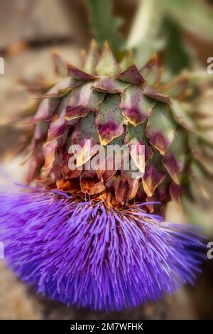 Herrschaftlicher Cardoon, Cynara Cardunculus, Artischockendistel, in guter Sonne. Natürliches, farbenfrohes Porträt mit Gartenblumen aus der Nähe Stockfoto